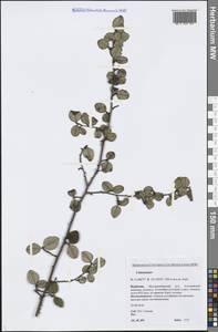 Cotoneaster, Siberia, Baikal & Transbaikal region (S4) (Russia)