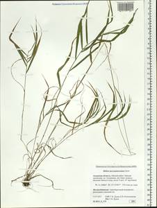 Melica turczaninowiana Ohwi, Siberia, Russian Far East (S6) (Russia)