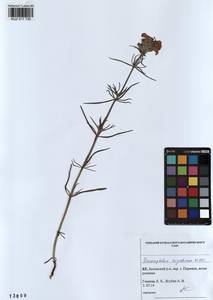 Dracocephalum ruyschiana L., Siberia, Altai & Sayany Mountains (S2) (Russia)