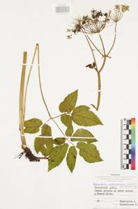 Aegopodium podagraria L., Eastern Europe, Central region (E4) (Russia)
