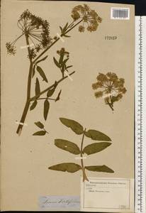 Sium latifolium L., Eastern Europe, Moscow region (E4a) (Russia)