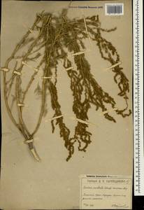 Bassia prostrata (L.) Beck, Crimea (KRYM) (Russia)