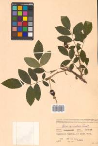 Rosa acicularis Lindl., Siberia, Russian Far East (S6) (Russia)