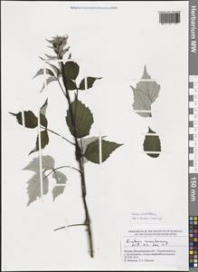 Rubus occidentalis L., Eastern Europe, Central region (E4) (Russia)