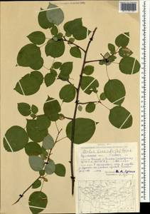 Malus baccata (L.) Borkh., Mongolia (MONG) (Mongolia)