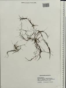 Zannichellia palustris L., Eastern Europe, Central forest-and-steppe region (E6) (Russia)