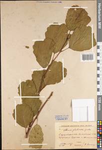 Alnus glutinosa (L.) Gaertn., Eastern Europe, Lower Volga region (E9) (Russia)