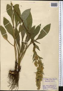 Solidago virgaurea L., Middle Asia, Northern & Central Kazakhstan (M10) (Kazakhstan)