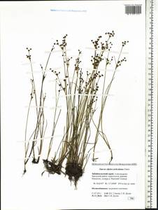 Juncus alpinoarticulatus Chaix, Siberia, Baikal & Transbaikal region (S4) (Russia)