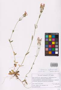 Centaurium erythraea Rafn, Eastern Europe, Central forest region (E5) (Russia)