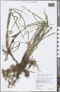 Carex acuta L., Siberia, Baikal & Transbaikal region (S4) (Russia)