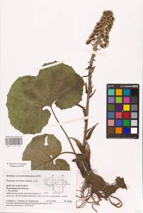 Petasites hybridus (L.) G. Gaertn., B. Mey. & Scherb., Eastern Europe, Central region (E4) (Russia)