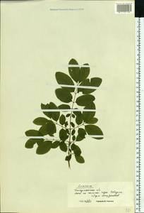 Lonicera, Eastern Europe, West Ukrainian region (E13) (Ukraine)