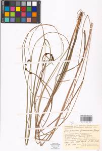 Sparganium gramineum Georgi, Eastern Europe, Moscow region (E4a) (Russia)