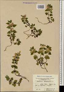 Lamium tomentosum Willd., Caucasus, South Ossetia (K4b) (South Ossetia)