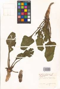Beta vulgaris L., Eastern Europe, Moscow region (E4a) (Russia)
