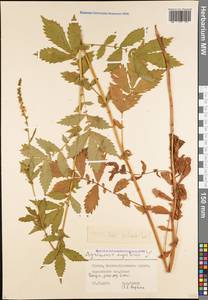 Agrimonia pilosa Ledeb., Caucasus, Georgia (K4) (Georgia)