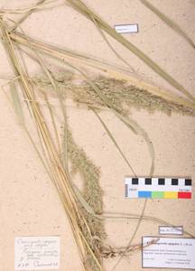 Calamagrostis epigejos (L.) Roth, Siberia, Altai & Sayany Mountains (S2) (Russia)