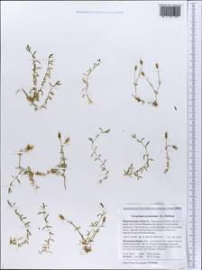 Dichodon cerastoides (L.) Rchb., Eastern Europe, Northern region (E1) (Russia)