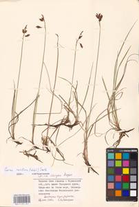Carex rariflora (Wahlenb.) Sm., Eastern Europe, Northern region (E1) (Russia)