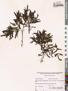 Potamogeton gramineus L., Siberia, Yakutia (S5) (Russia)