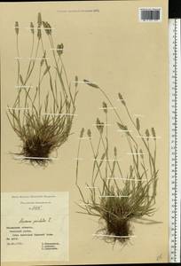 Alopecurus geniculatus L., Eastern Europe, Central region (E4) (Russia)