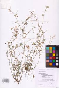Medicago lupulina L., Eastern Europe, Central region (E4) (Russia)