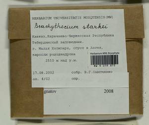 Sciuro -hypnum oedipodium (Mitt.) Ignatov & Huttunen, Bryophytes, Bryophytes - North Caucasus & Ciscaucasia (B12) (Russia)