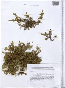 Herniaria caucasica Rupr., Middle Asia, Northern & Central Tian Shan (M4) (Kyrgyzstan)
