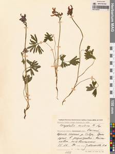 Corydalis arctica Popov, Siberia, Chukotka & Kamchatka (S7) (Russia)