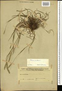 Phleum pratense L., Caucasus, Azerbaijan (K6) (Azerbaijan)