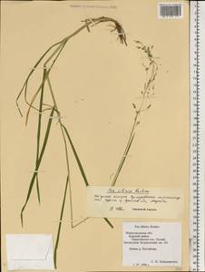 Poa sibirica Roshev., Eastern Europe, Volga-Kama region (E7) (Russia)