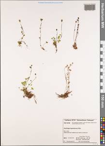 Saxifraga hyperborea R. Br., Siberia, Central Siberia (S3) (Russia)