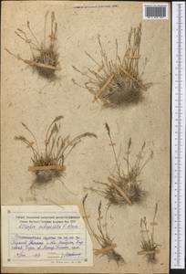 Puccinellia subspicata (V.I.Krecz.) V.I.Krecz. ex Ovcz. & Czukav., Middle Asia, Northern & Central Tian Shan (M4) (Kyrgyzstan)