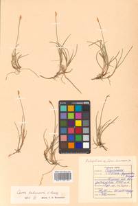 Carex parallela (Laest.) Sommerf., Siberia, Russian Far East (S6) (Russia)