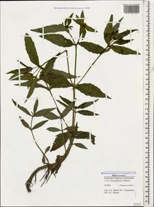 Bidens cernua L., Caucasus, Stavropol Krai, Karachay-Cherkessia & Kabardino-Balkaria (K1b) (Russia)