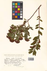 Spiraea media Schmidt, Siberia, Russian Far East (S6) (Russia)