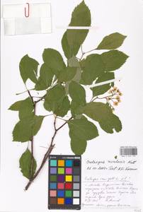 Crataegus rivularis Nutt. ex Torr. & A. Gray, Eastern Europe, Moscow region (E4a) (Russia)