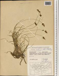 Carex melanantha C.A.Mey., Mongolia (MONG) (Mongolia)