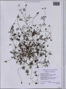Geranium columbinum L., Western Europe (EUR) (Germany)