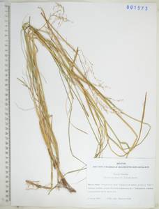 KHA1573, Glyceria spiculosa (F.Schmidt) Roshev. ex B.Fedtsch., Siberia, Russian Far East (S6) (Russia)