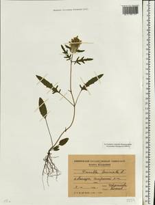 Prunella laciniata (L.) L., Eastern Europe, Moldova (E13a) (Moldova)