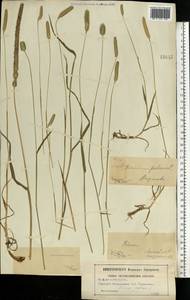 Phleum pratense L., Eastern Europe, Moscow region (E4a) (Russia)