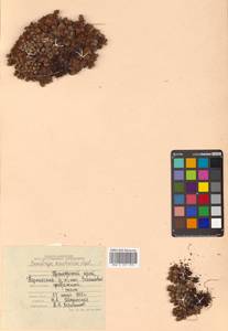 Saxifraga cherlerioides D. Don, Siberia, Russian Far East (S6) (Russia)