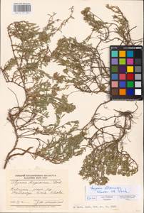 MHA 0 157 004, Thymus kirgisorum Dubj., Eastern Europe, Lower Volga region (E9) (Russia)