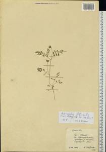 Astragalus filicaulis Kar. & Kir., Eastern Europe, Central forest region (E5) (Russia)