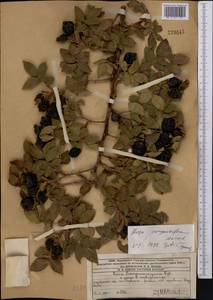 Rosa corymbifera Borkh., Middle Asia, Western Tian Shan & Karatau (M3) (Kazakhstan)