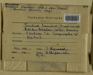 Helodium blandowii (F. Weber & D. Mohr) Warnst., Bryophytes, Bryophytes - Middle Russia (B6) (Russia)