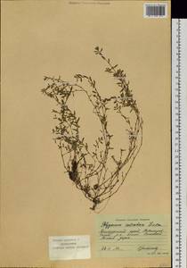 Polygonum arenastrum subsp. calcatum (Lindm.) Wissk., Siberia, Russian Far East (S6) (Russia)