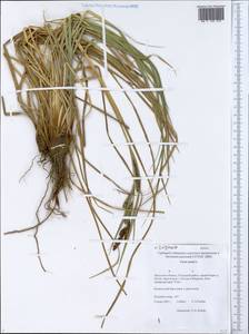 Carex acuta L., Siberia, Baikal & Transbaikal region (S4) (Russia)